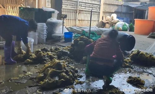 汕頭再現(xiàn)工人赤腳踩腌菜, 橄欖菜 廠家,生產(chǎn)過程堪比老痰酸菜