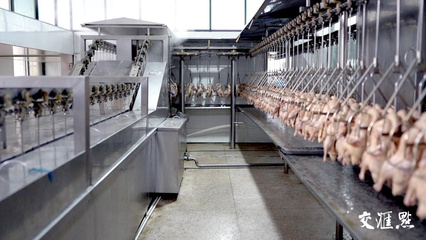 工業新游記|鴨工廠里的"鴨文化":一只鴨如何成為一座城的味蕾記憶?